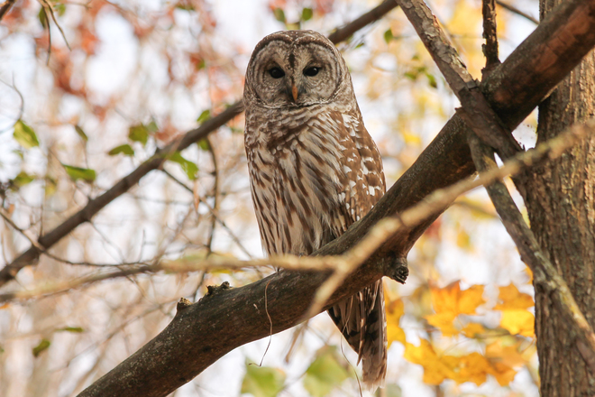 Barred Owl Kingston, ON