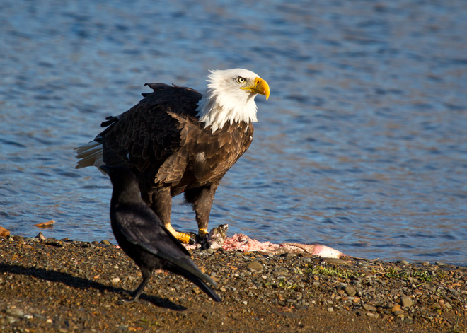 bald eagle Tide Head, NB