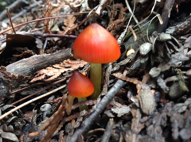 Mushroom in are Forrest . Long Lake Sudbury ON