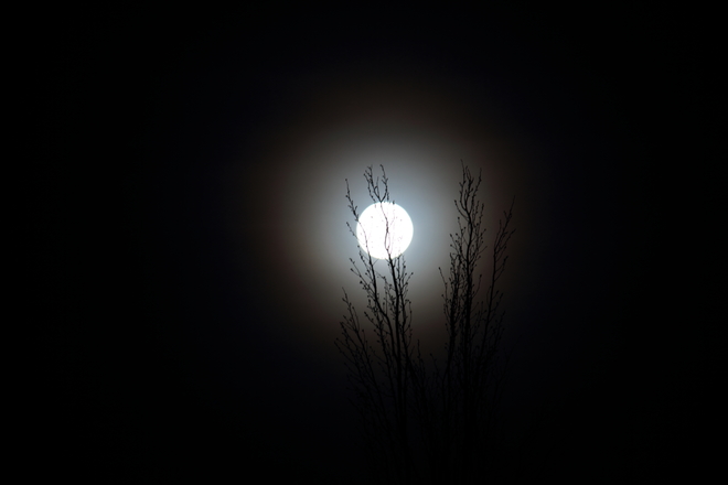 1.Star Trails During Near Full Moon 2. Full Moon in the Trees Calgary, Alberta
