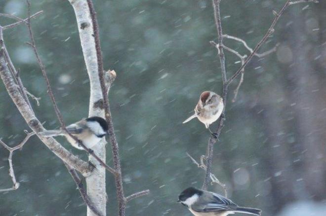 Birds in blowing snow Erin, ON