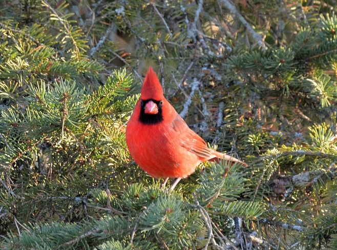 Cardinal Kingston, ON