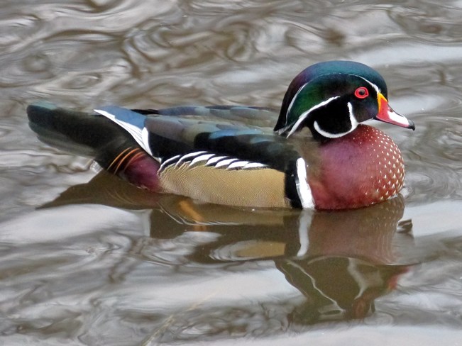 Female and Male Wood Ducks Ottawa, Ontario