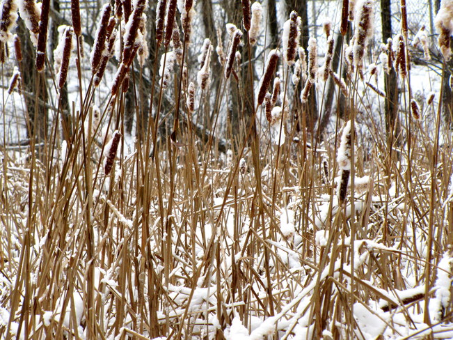Quenouilles hivernales.... Domaine Maizerets, Boulevard Montmorency, Québec, QC