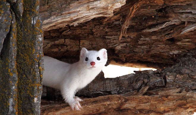 Long Tailed Weasel 