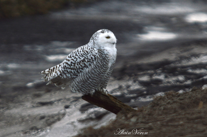 Bird Snowy Owl 11-22-25186 Bradford West Gwillimbury, ON