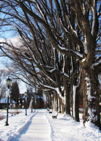 Une allÃ©e d'arbres enneigÃ©s Plaines d'Abraham, Avenue Wilfrid-Laurier, Québec, QC