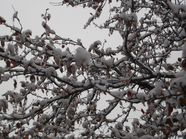 snow berries Mississauga, ON