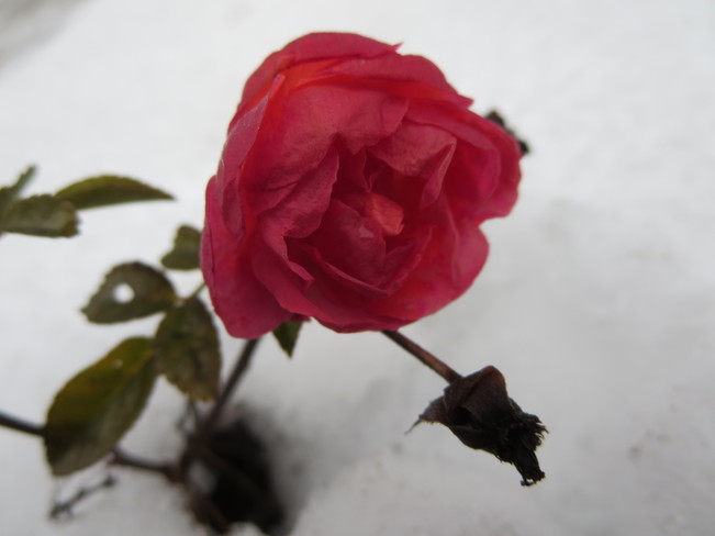 Rose des neiges Joliette, QC