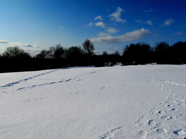 Des traces dans la neige.... Plaines d'Abraham, Avenue Wilfrid-Laurier, Québec, QC