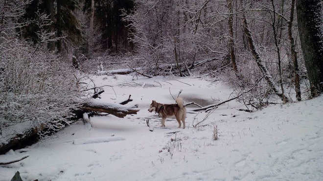 Kenai Enjoying The Snow Prince George, BC