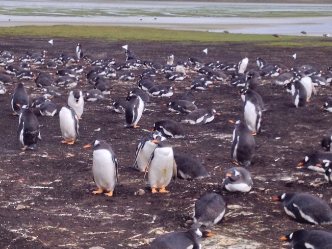 Penguins - a wonderful sight... Stanley, Falkland Islands (Islas Malvinas)