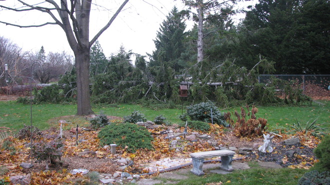 Wind Damage Results in tree falling into our yard from the park. St. Catharines, ON