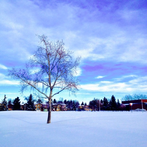 pretty tree in snow Twin Brooks, Alberta Canada