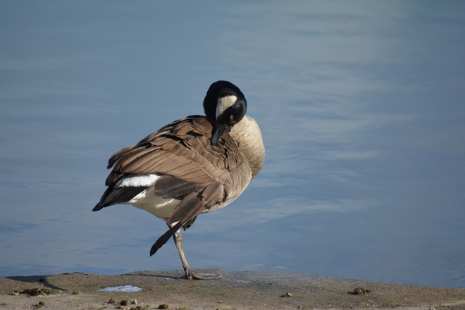 Canada Goose! Port Dalhousie, St. Catharines, ON