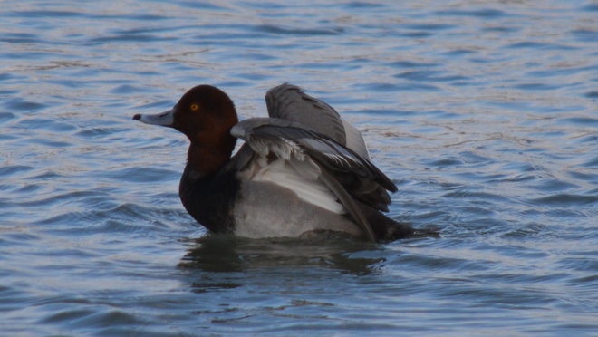 Male & Female Redhead Duck! Niagara-on-the-Lake, ON