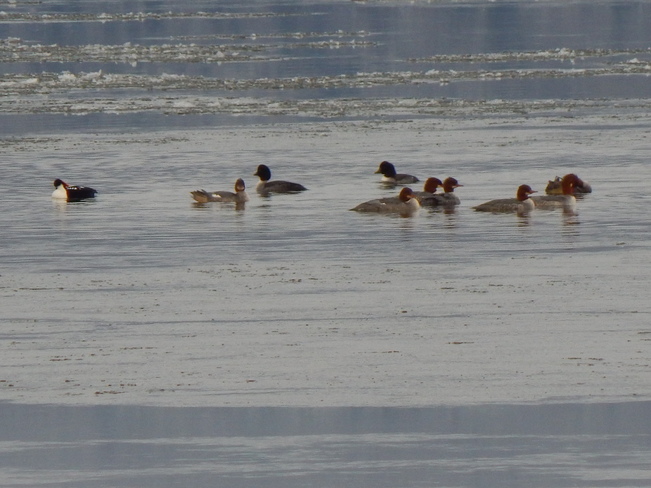 Mixed birds and ducks. Atholville, NB