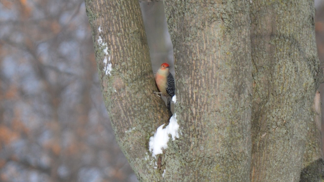 Male Red-Bellied Woodpecker! Niagara-on-the-Lake, ON