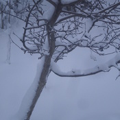 pommier sous la neige