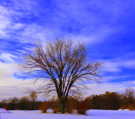 Touches de couleurs hivernales Plaines d'Abraham, Avenue Wilfrid-Laurier, Québec, QC