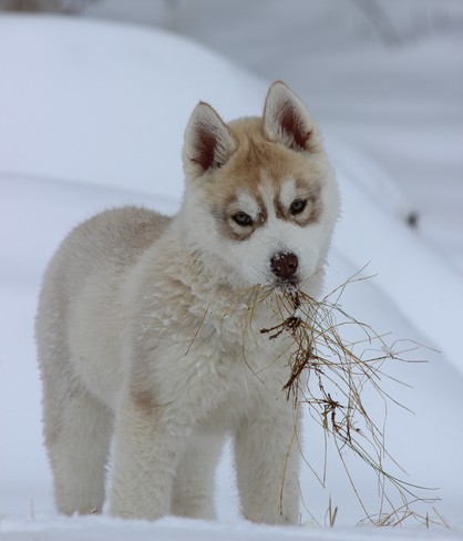 Siberian Husky puppy 'Amaze' Blue Ridge, AB