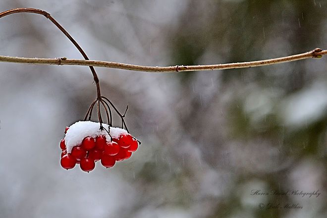 Snowy Red Berries Goderich, ON