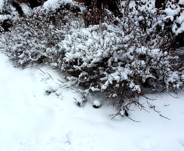 AprÃ¨s la neige..... Jardin Saint-Roch, Rue du Parvis, Québec, QC