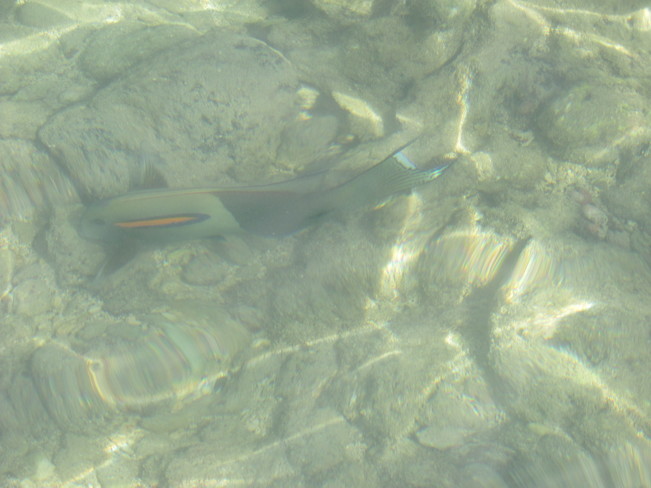 Fish Hanauma Bay, Honolulu, HI, United States