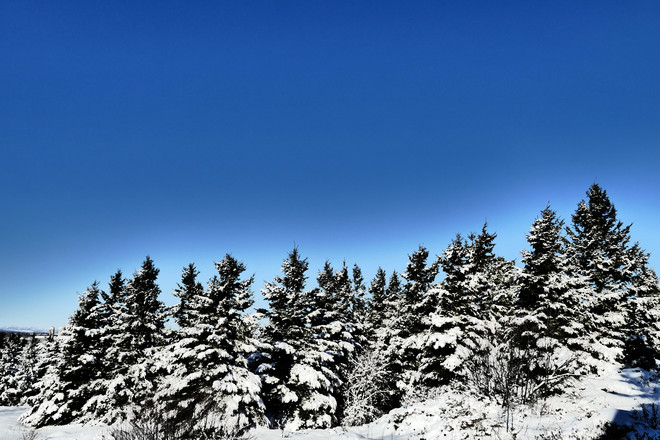 Arbre,neige,ciel bleu. Saint-Pacôme, QC