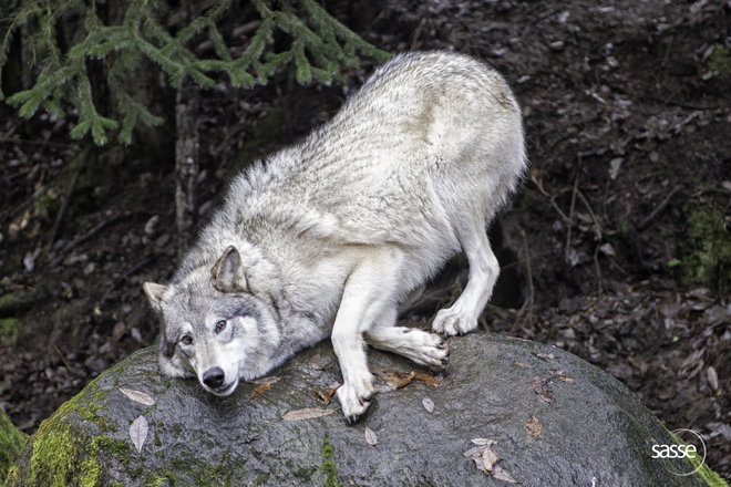Gray Wolf Haines, Alaska, United States
