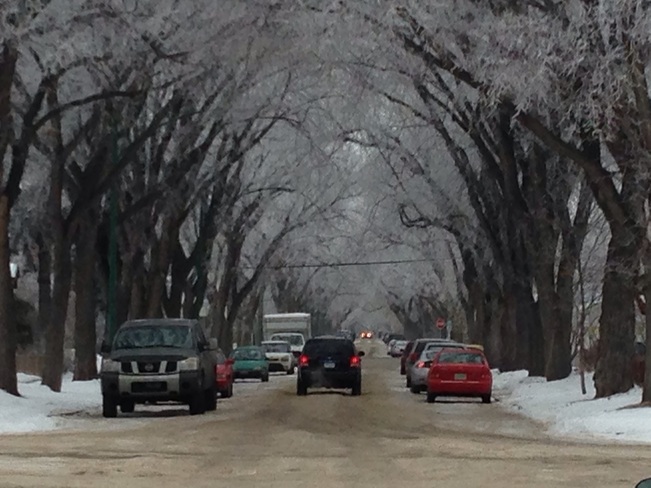 trees&snow Saskatoon, Saskatchewan Canada