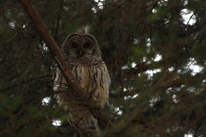 Barred owl at dusk Ontario