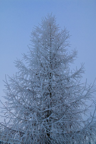 Mother Nature decorated the Christmas tree Saskatoon, SK