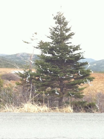 Christmas Tree Placentia, Newfoundland and Labrador Canada