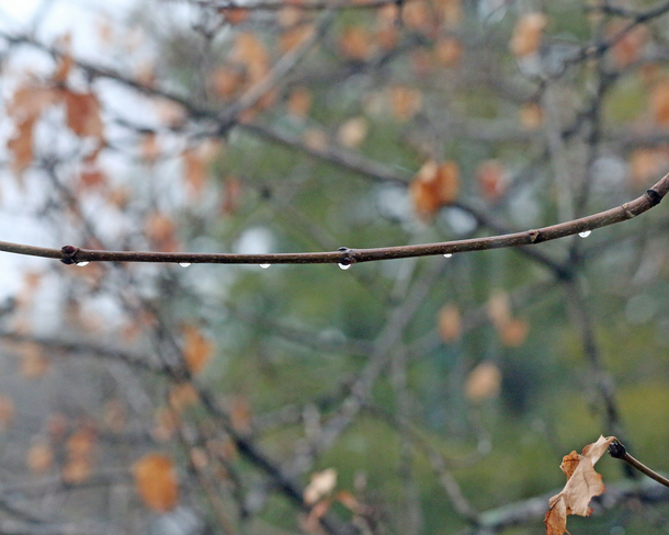 Study of six water drops along a branch 1155-1175 Unity Road, Glenburnie, ON K0H 1S0, Canada