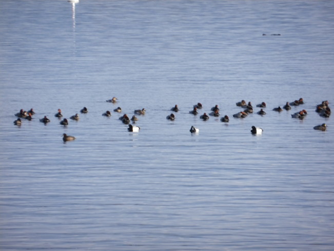 Ducks, Finches and Cedar Waxwings Westbank, West Kelowna, BC