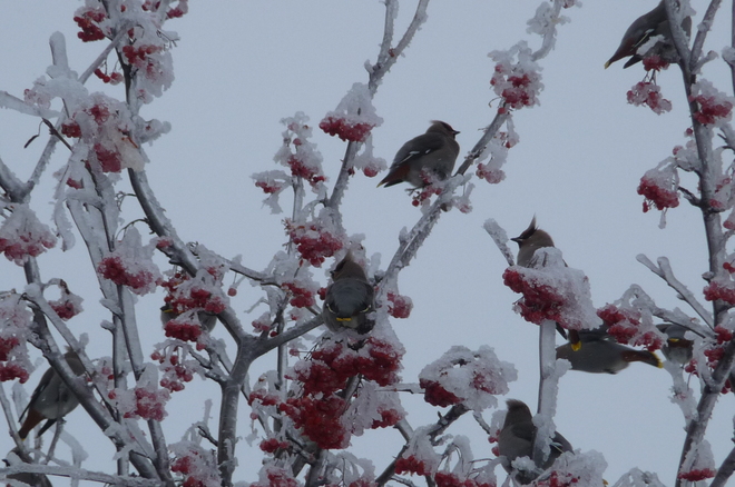 Cedar Waxwings in a frost-covered tree 