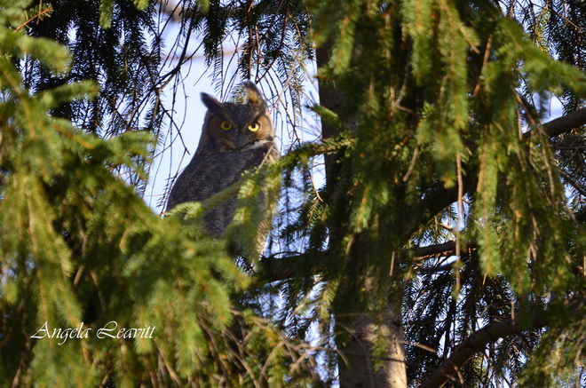 Great Horned Owl Simcoe, Ontario