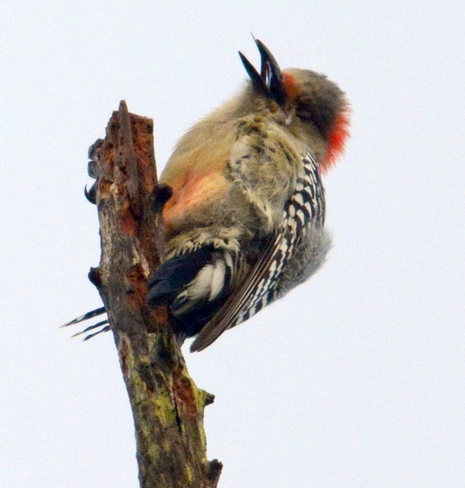 now we know why it is called a red bellied woodpecker Florida, United States