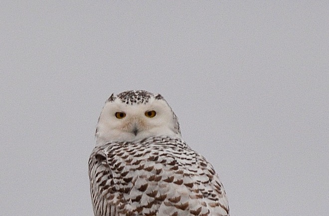 Snowy owl Kingston, ON