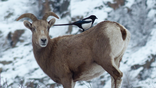 Big horn sheep with a magpie hitching a ride Grand Forks, BC