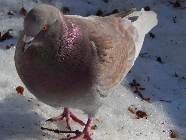 Brown rock Pigeon! Atholville, NB