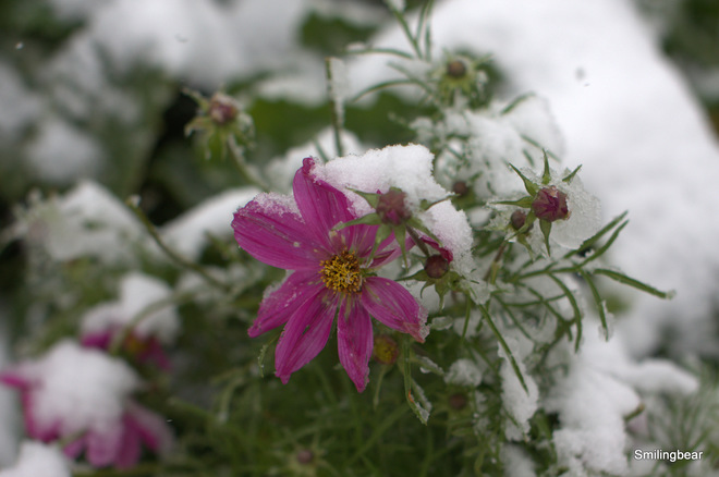 Early snow!!! Rose Lynn, Alberta