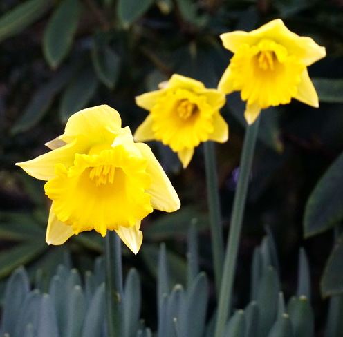 Daffodil's Victoria B.C.