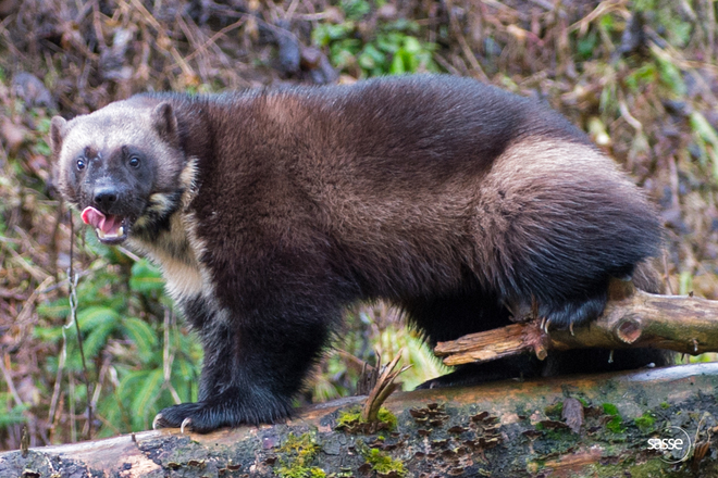 Powerful Wolverine Haines, Alaska, United States