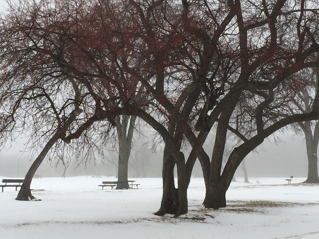 Trees in Winter Winnipeg, Manitoba