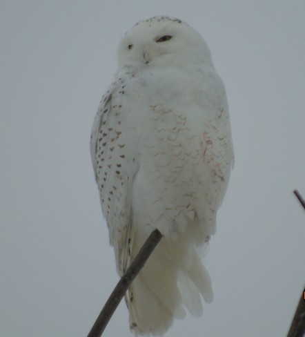 2 Snowy Owl's. Kawartha Lakes, ON