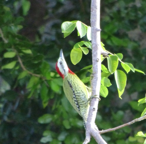 Oiseaux de Cuba Guardalavaca, Holguín, Cuba