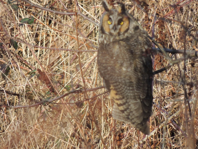 Owls on the path Westham Island, Delta, BC
