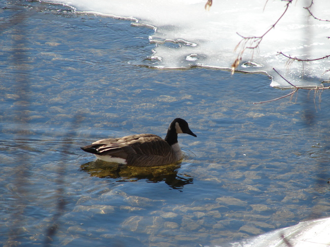 Never to cold for a swim when you are a goose Brantford, ON